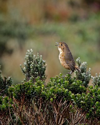 Tawny Antpita