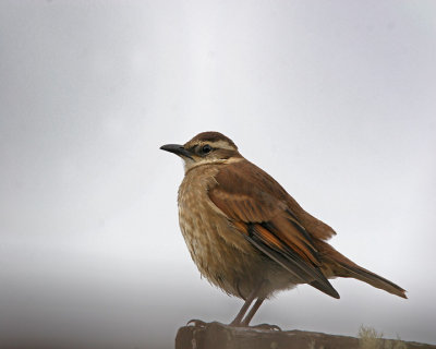 Stout-billed Cinclodes