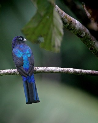 Amazonian White-tailed Trogon