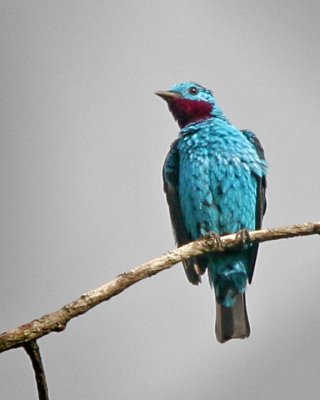 Spangled Continga