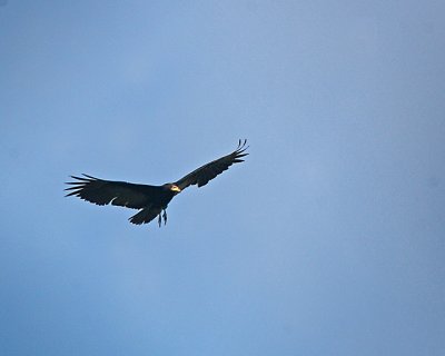Greater Yellow-headed Vulture