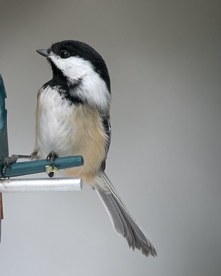 Blacked-capped Chickadee