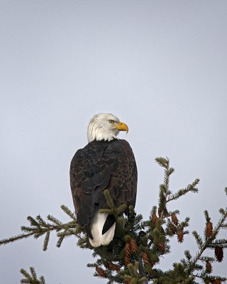 Bald Eagle