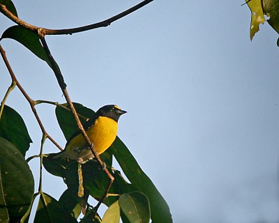 White-vented Euphonia (Tanager)