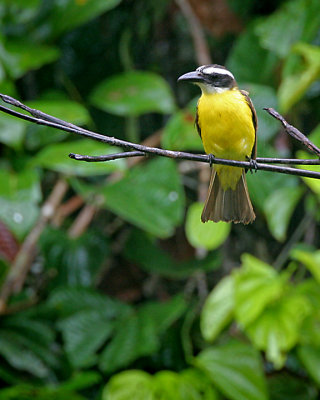 Boat-billed Flycatcher