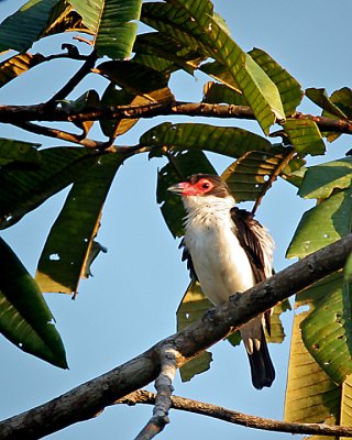 Black-tailed Titra