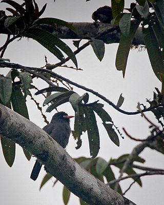 Black-fronted Nunbird