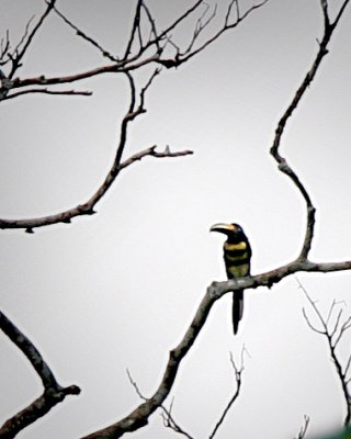Many-banded Aracari   (Tucan)