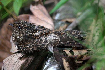 Blackish Nightjar