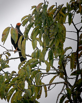 Black Caracara