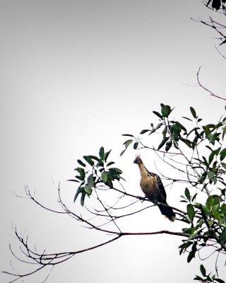 Hoatzin