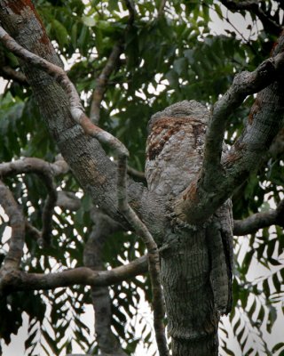 Great Potoo