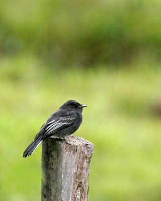 Black Phoebe