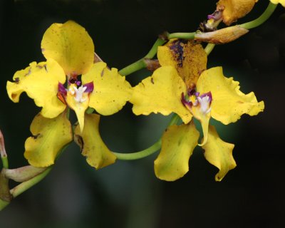 Orchid (species?)