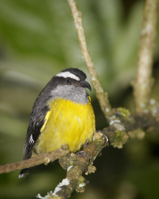 Bananaquit