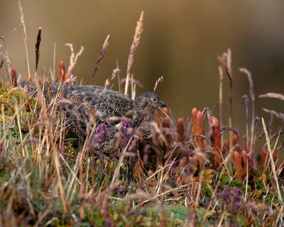 Rufous-bellied Seedsnipe