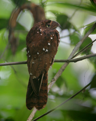 Rufous Potoo