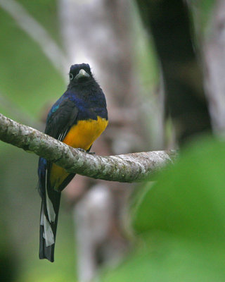 Amazonian White-tailed Trogon