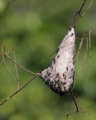 Wasp Nest