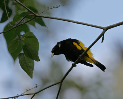 Yellow-rumped Cacique