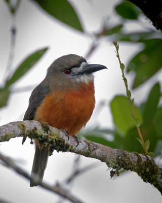 White-faced Nunbird