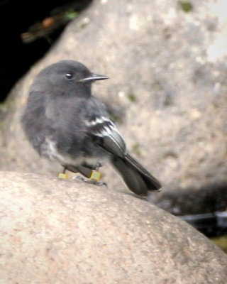 Torrent Tyrannulet Flycatcher)