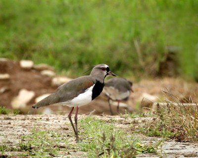 Southern Lapwing