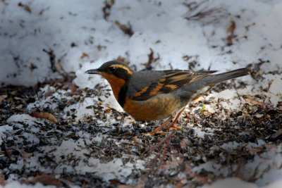 Varied Thrush