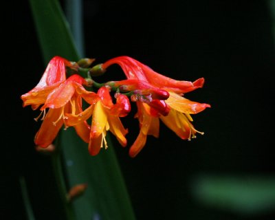 Unknown flower