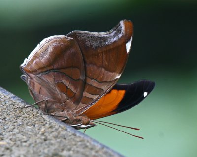 IMG_7958.a.Butterfly.jpg