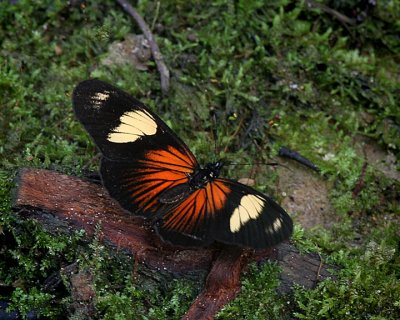 invertebrates_
