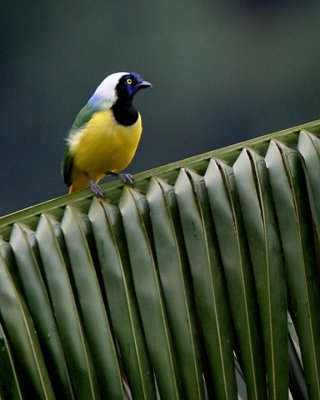 Inca Jay