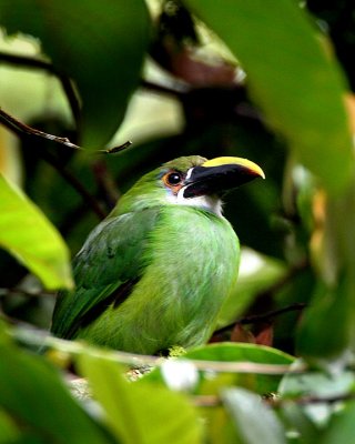 Emerald Toucanet