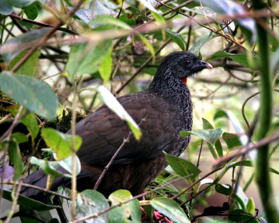 Andean Guan