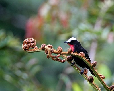 White-capped Tanager