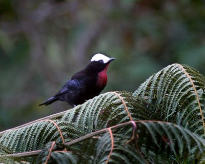 White-cappedTanager