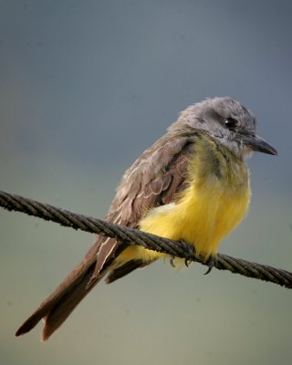 Tropical Kingbird