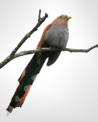 Squirrel Cuckoo