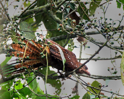 Oilbird