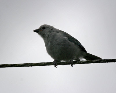 Blue-gray Tanager  ??
