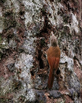 Streak-headed Woodcreeper