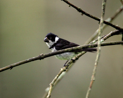 Variable Seedeater