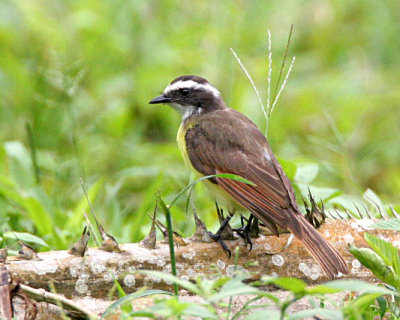 Lesser Kiskadee ?