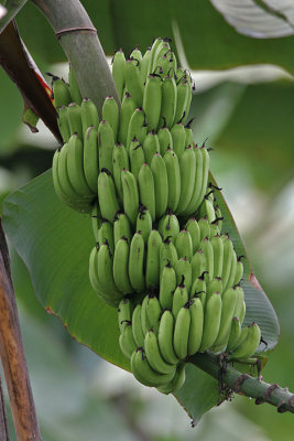 IMG_9970.a.Bananas.jpg