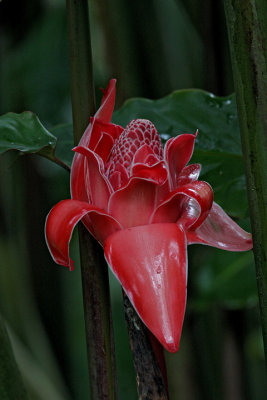 IMG_9965.a.red flower.jpg