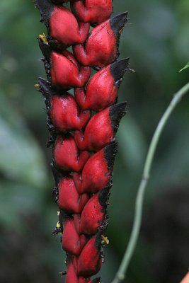 IMG_9967.b.Red seed pod2.jpg