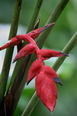 IMG_9969.a.red seed pod.jpg