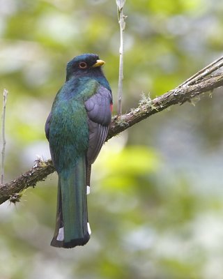 Masked Trogon