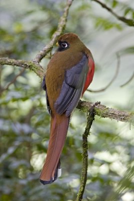 Masked Trogon, female