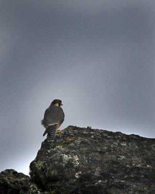 Aplomado Falcon